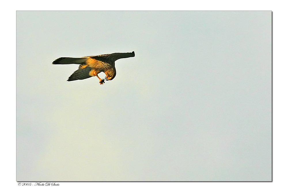 Spuntino in volo