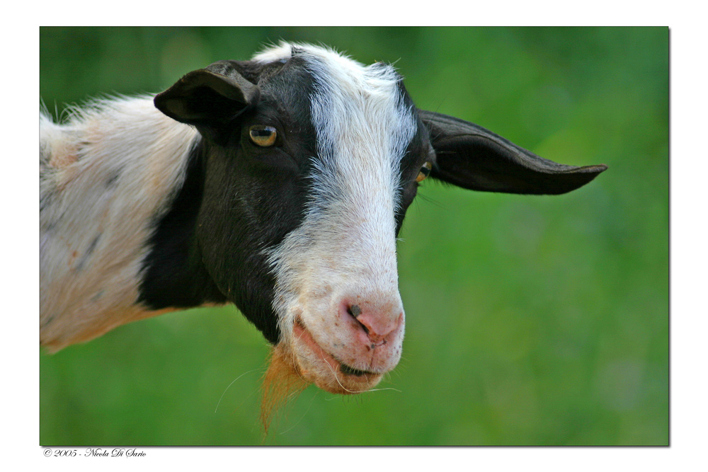 Beeeee