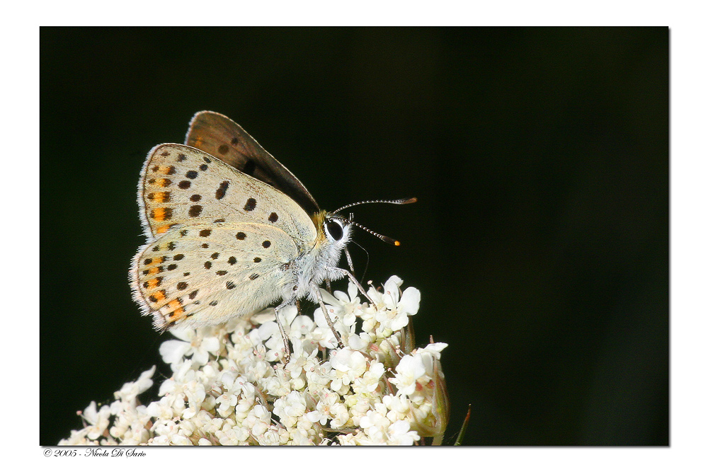 Lycaena Phoebe