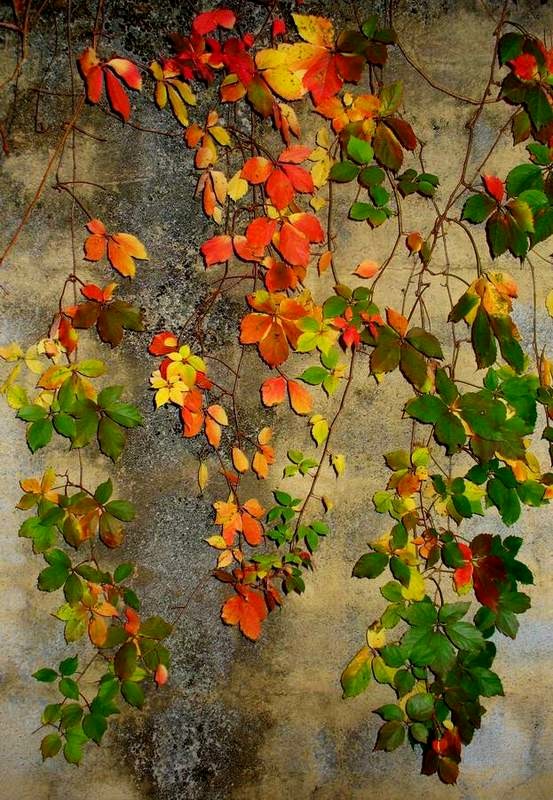 Autunno 2008