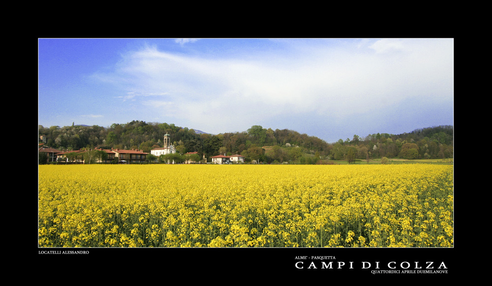 Campi di colza