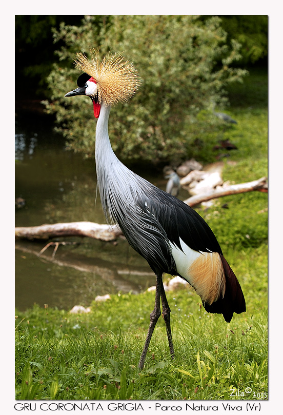GRU CORONATA GRIGIA (safari parco Natura Viva)