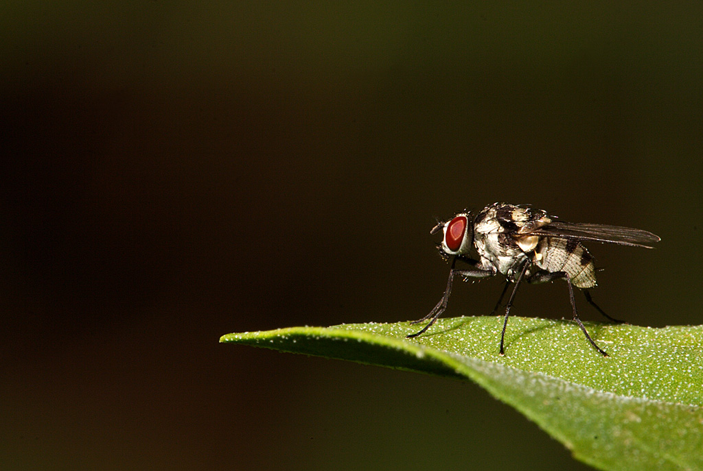 Mosca