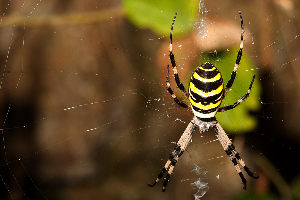 Argiope