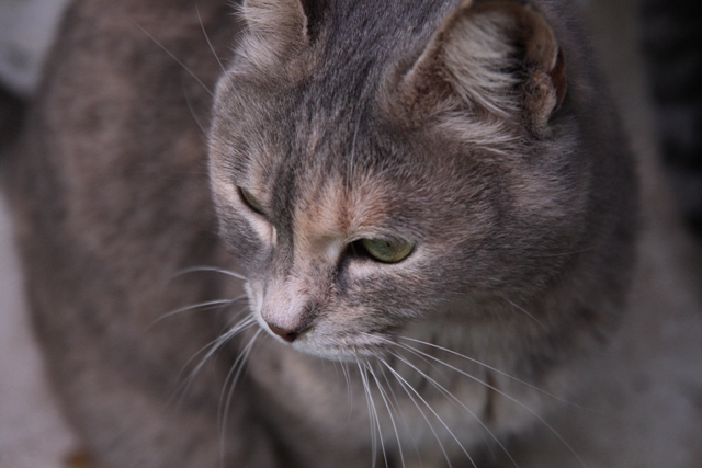 gatto#1