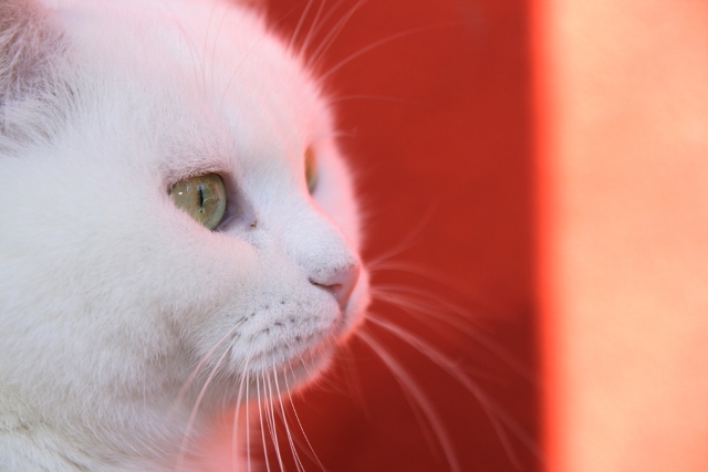 gatto#2
