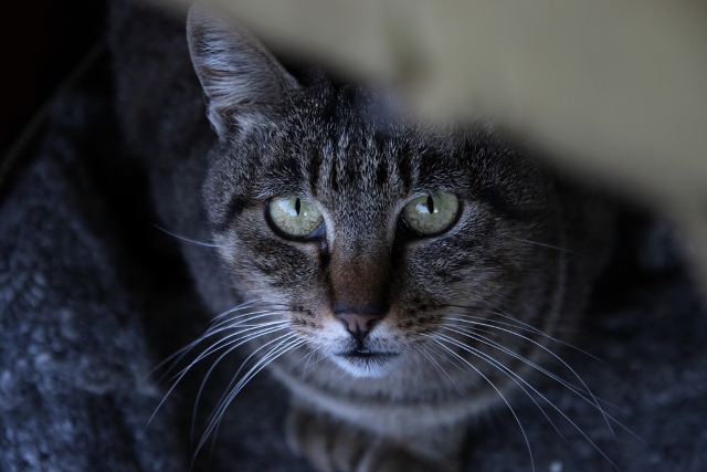Gatto#3