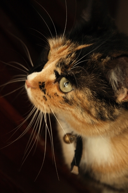 Gatto#4