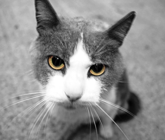 gatto#5