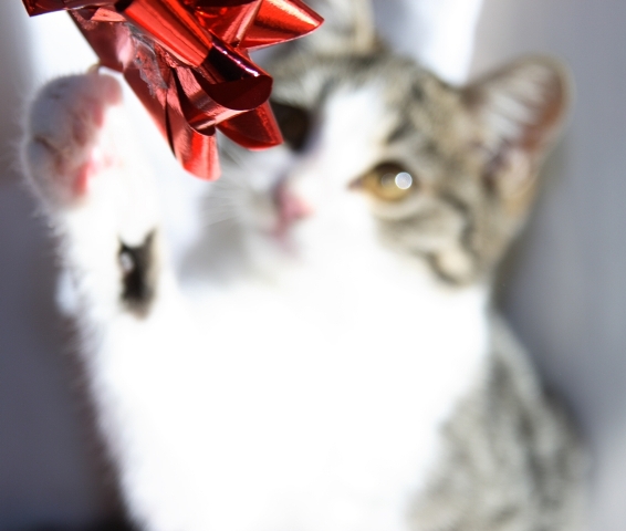 Gatto#7