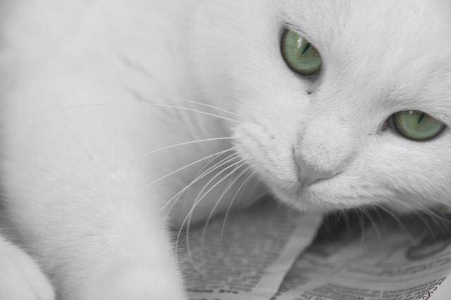 Gatto#8