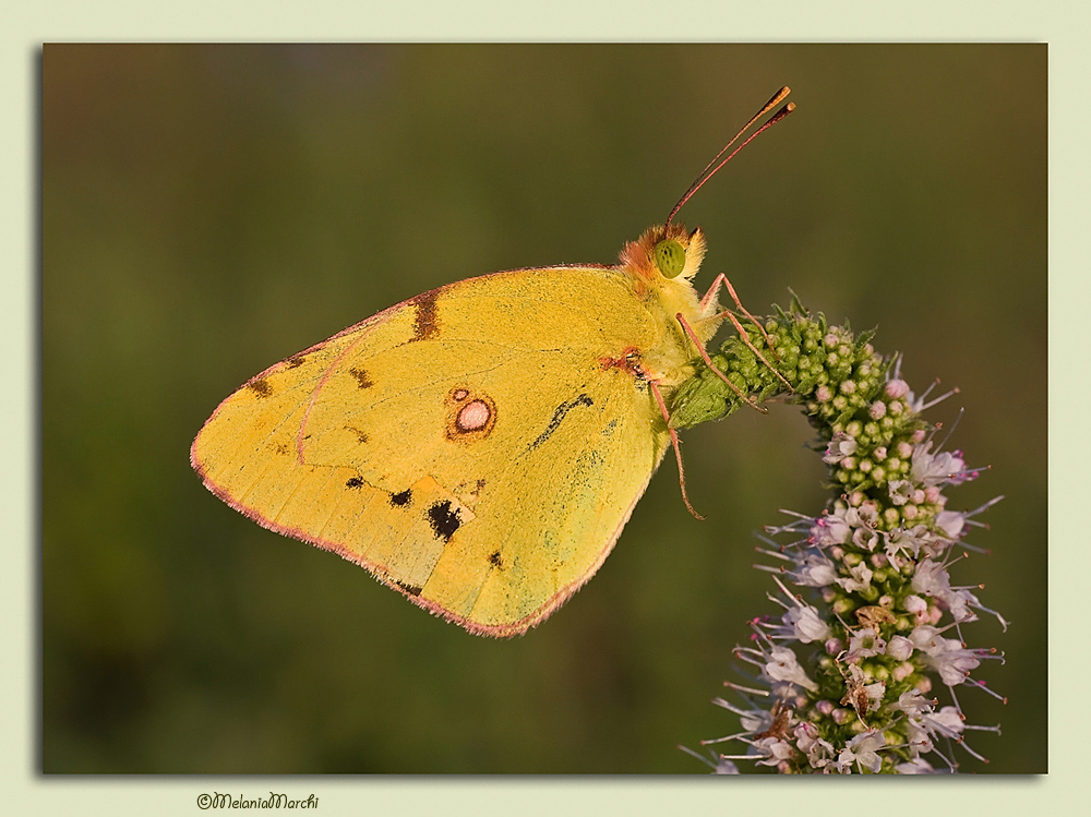Ritratto in giallo