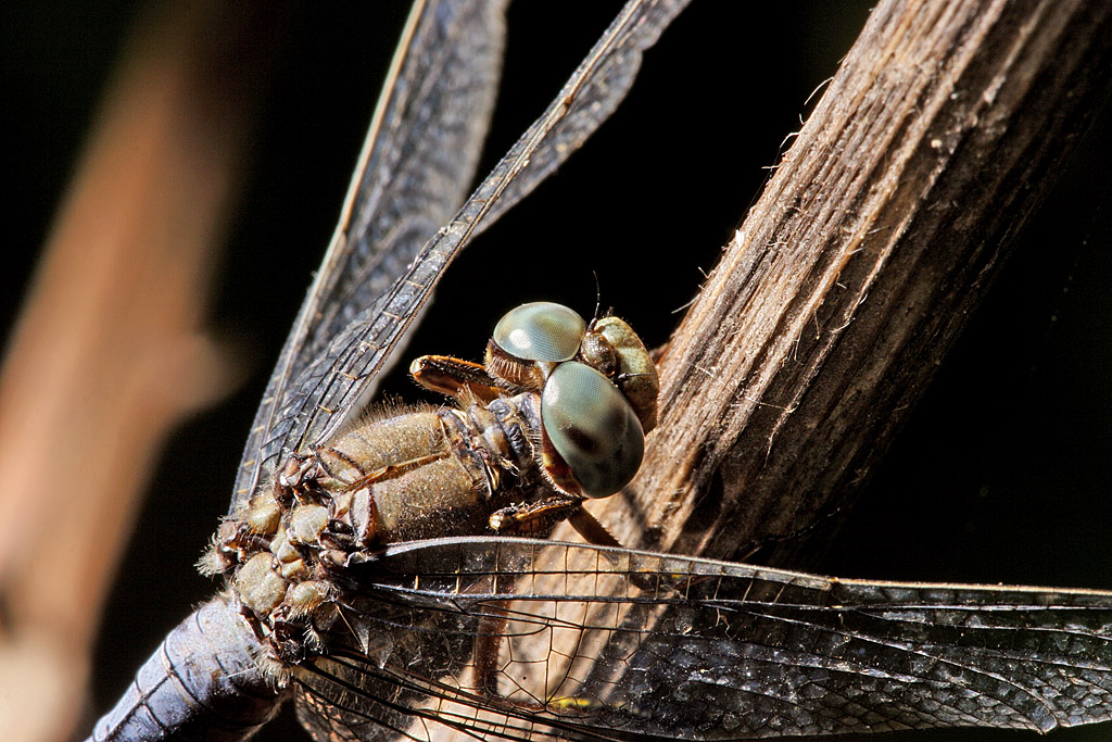 Orthetrum coerulescens primo piano