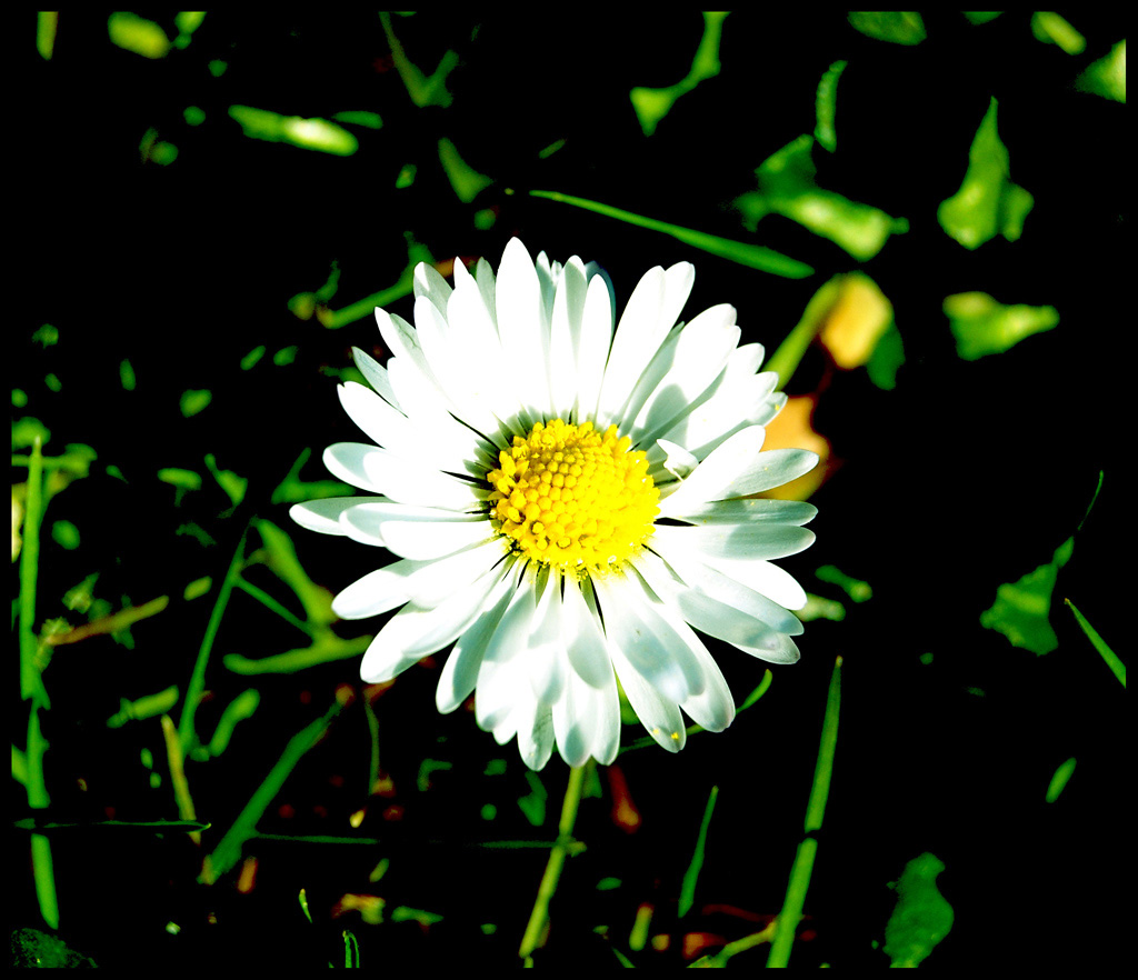 primavera