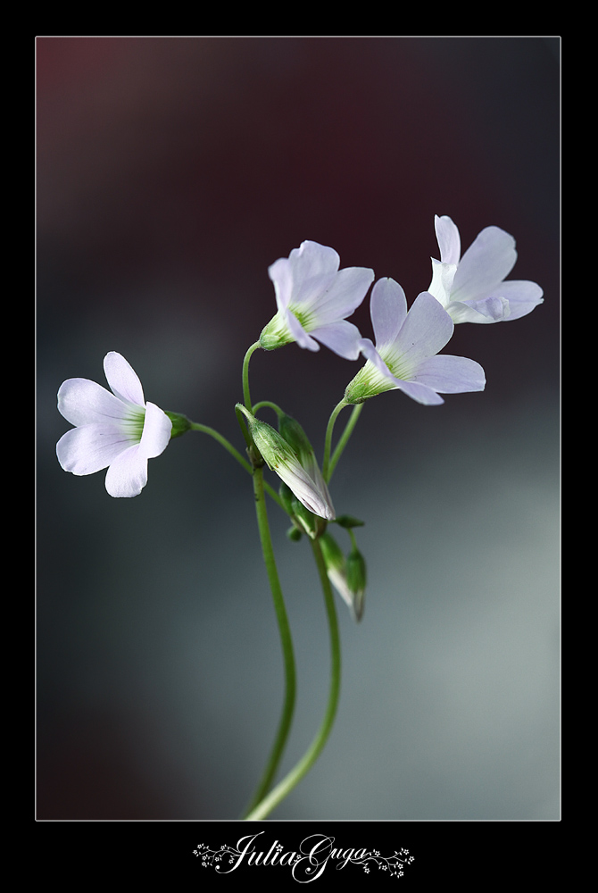 chinese-like flower2