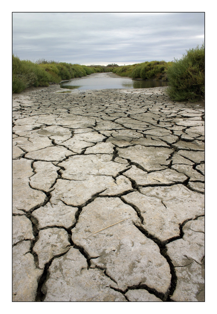 Camargue