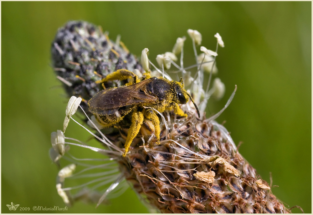 Impollinato