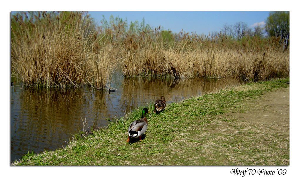 two ducks
