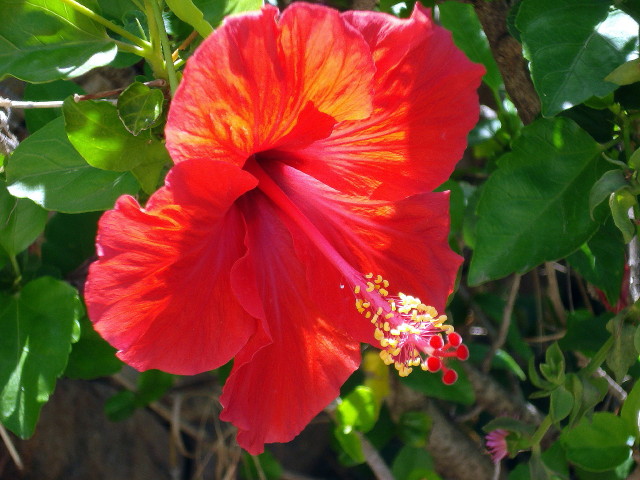 ibisco