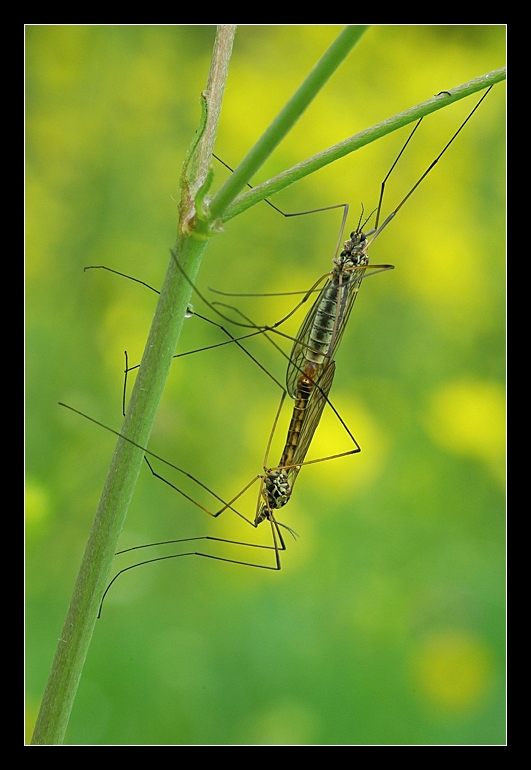 Tipula