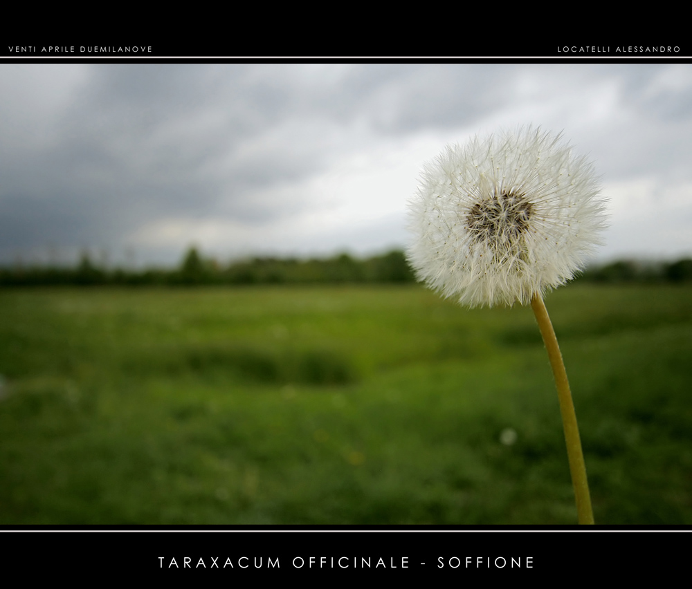 Soffione
