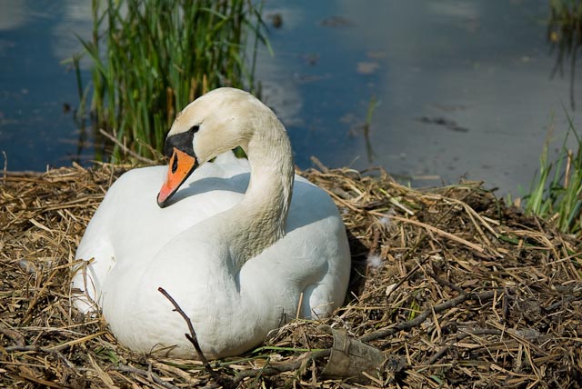 Cigno