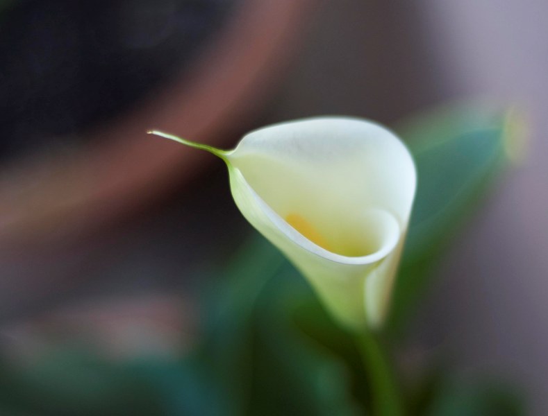 calla con la fuji S5