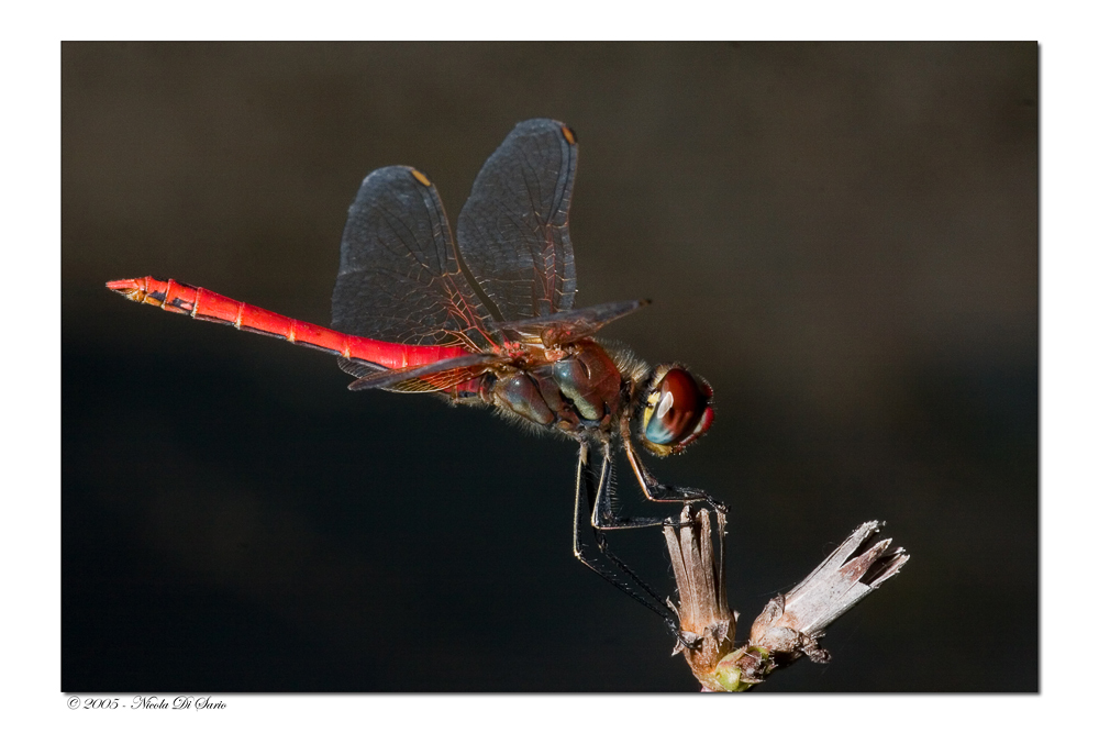 Sympetrum fonscolombei (maschio)