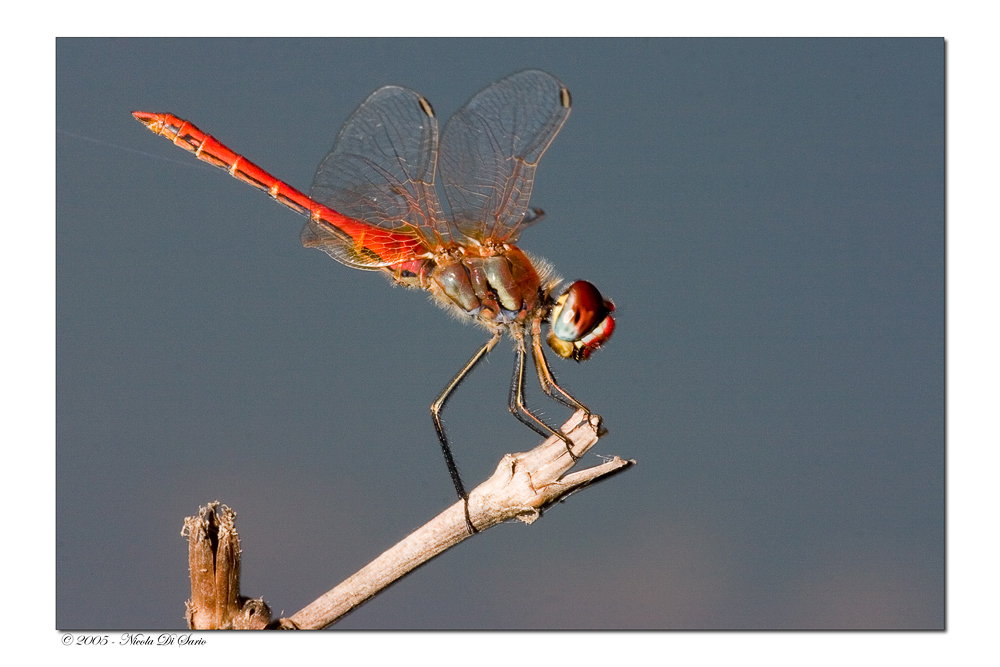 Sympetrum fonscolombei (maschio)