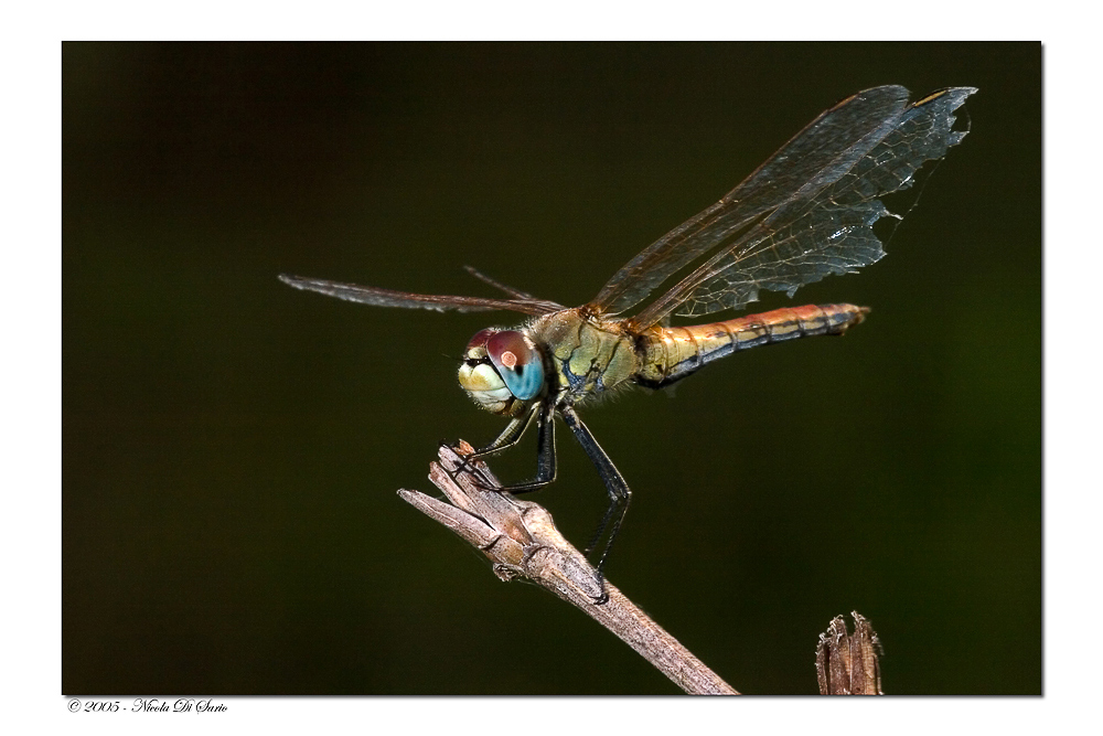 Sympetrum fonscolombei (femmina)