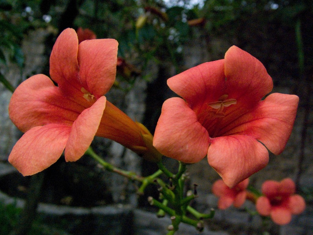 Fiore2