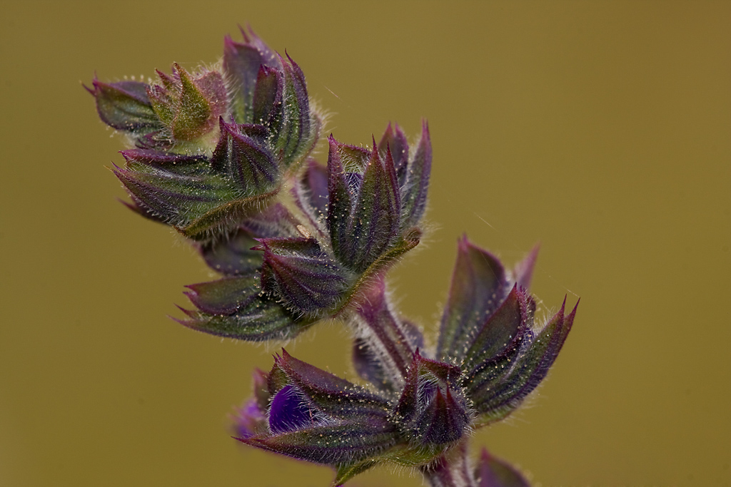 fiori di campo 2