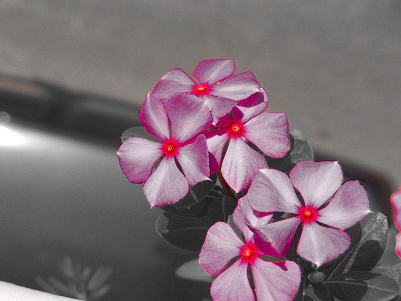 I fiori del male