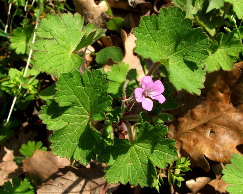 In campagna