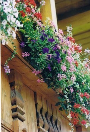 balcone fiorito