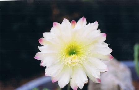 fiore di un giorno