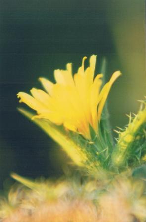 giallo tra spine