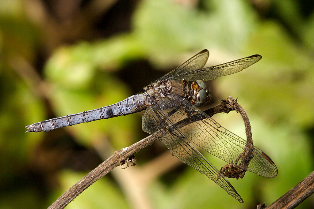 Orthetrum coerulescens30
