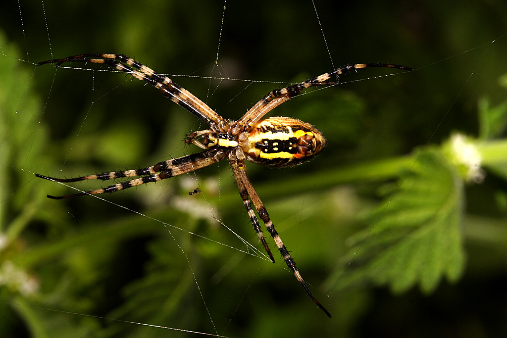 Argiope 18
