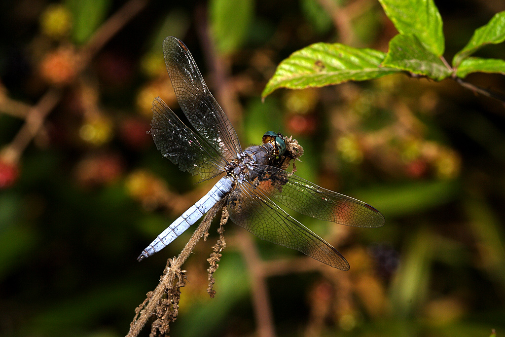 Orthetrum coerulescens31