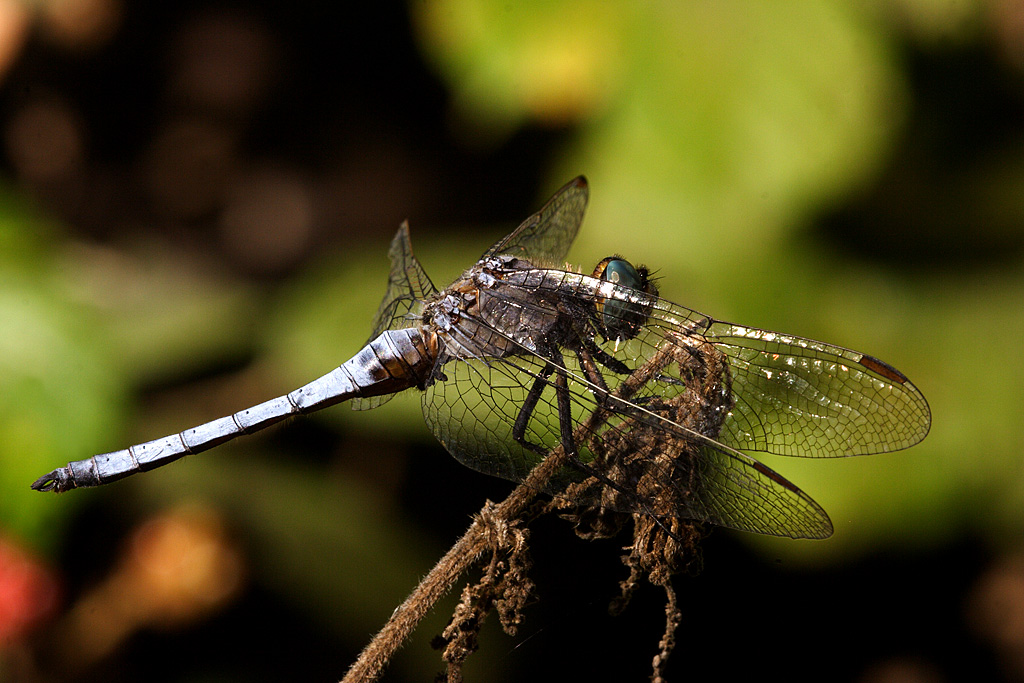 Orthetrum coerulescens32