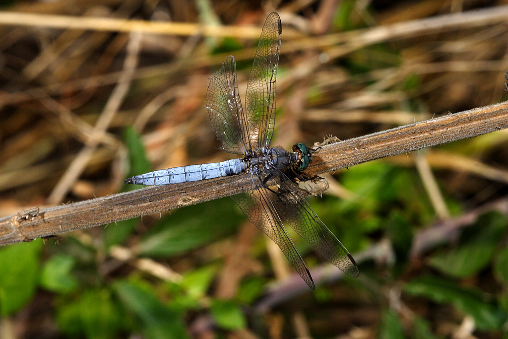Orthetrum coerulescens33