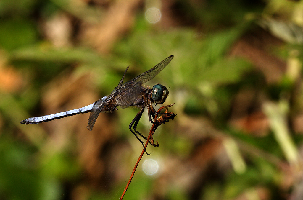 Orthetrum coerulescens35