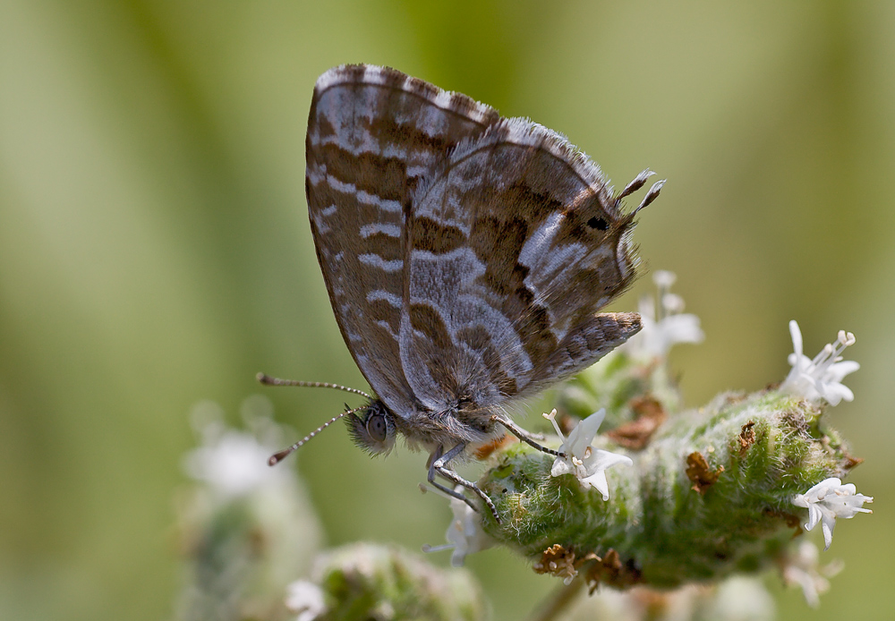 Cacyreus