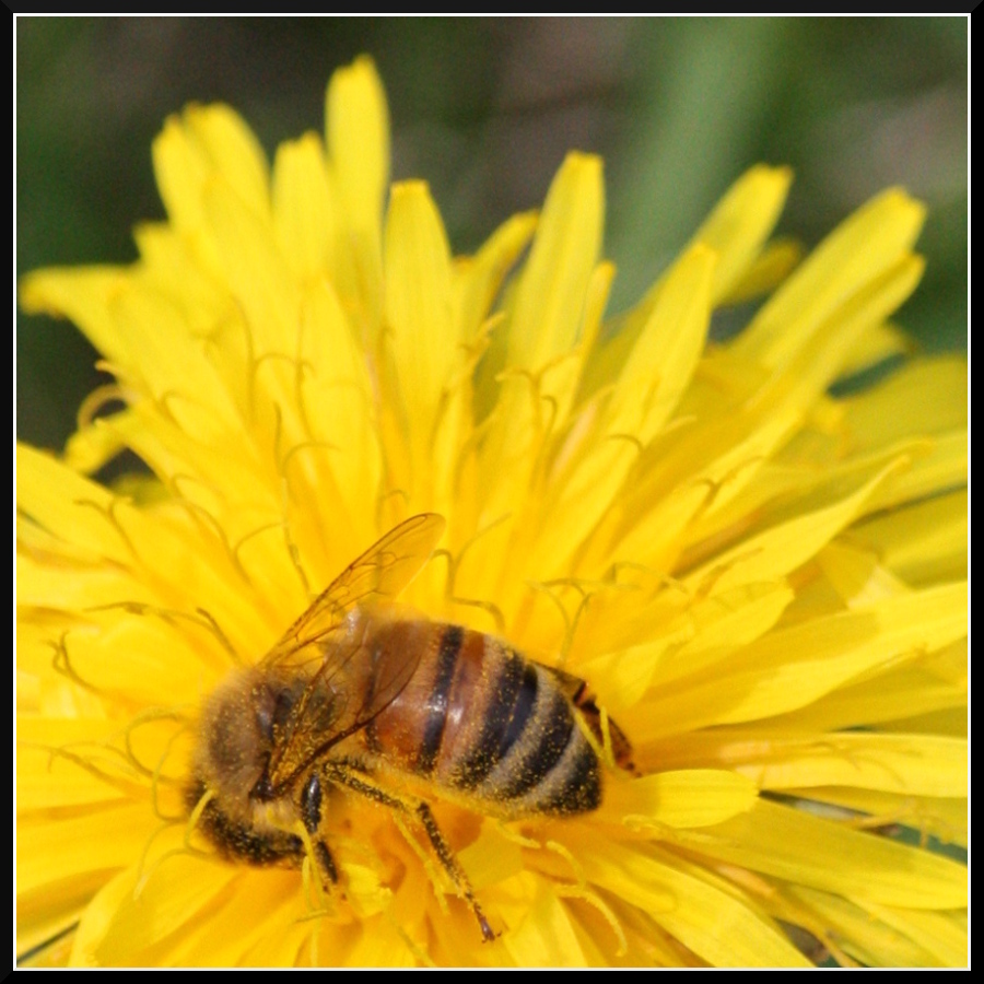 Abbuffata di polline