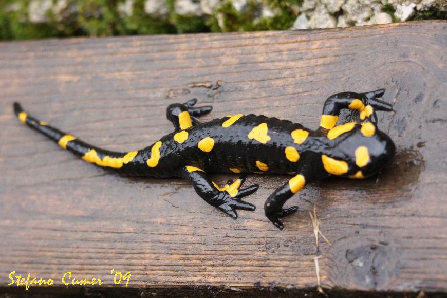salamandra