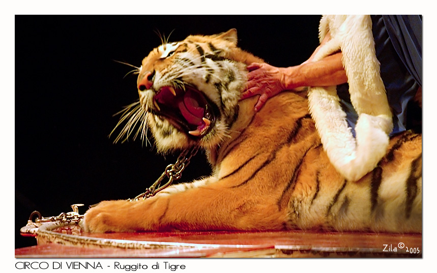 TIGRE