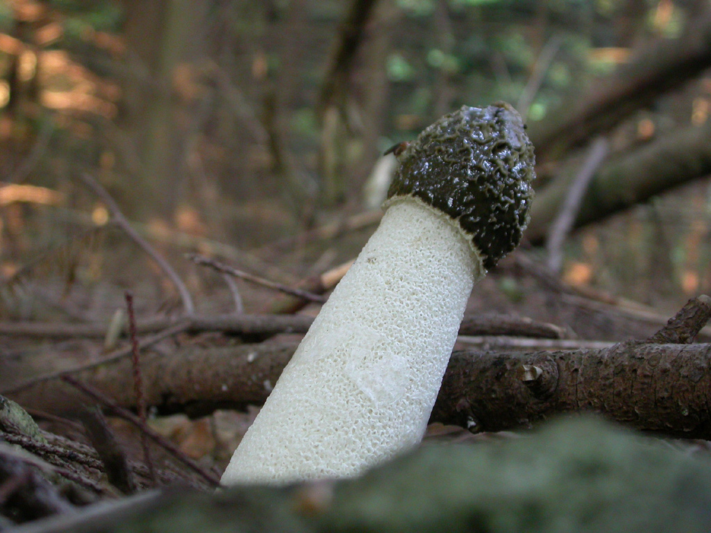 impudicus