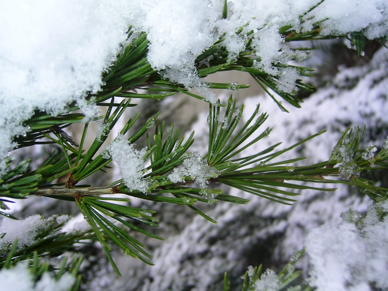 Inverno