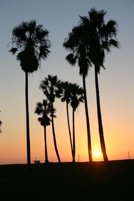 palme al tramonto